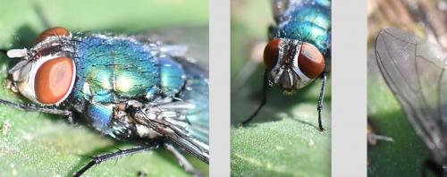 Lucilia sp.